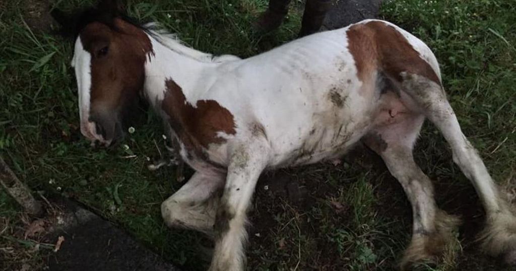 Pony with whip marks and dislocated hip found…