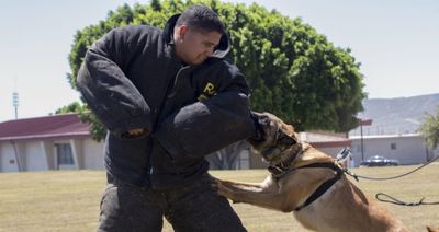 Death of Dog Trainer Highlights Strenuous Heat and Working Conditions at Texas Prisons