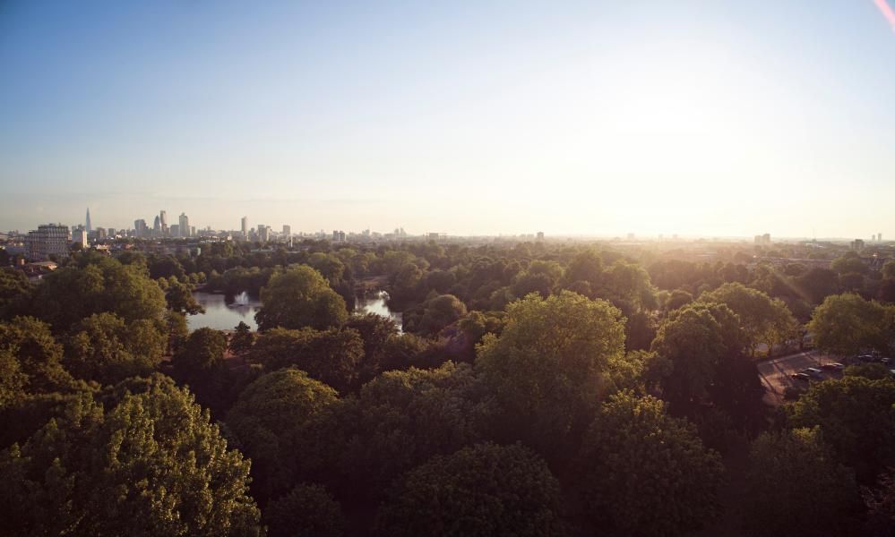 The best trees for city living what you should plant