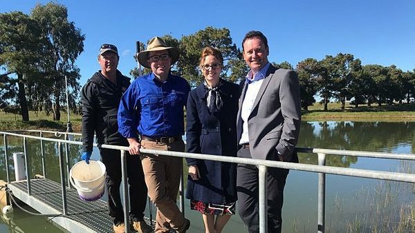 'Fish Armageddon' expected this summer as government invests in fish breeding program