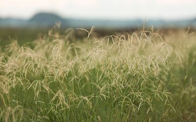 How Texas Prairies Could Help Combat Climate Change