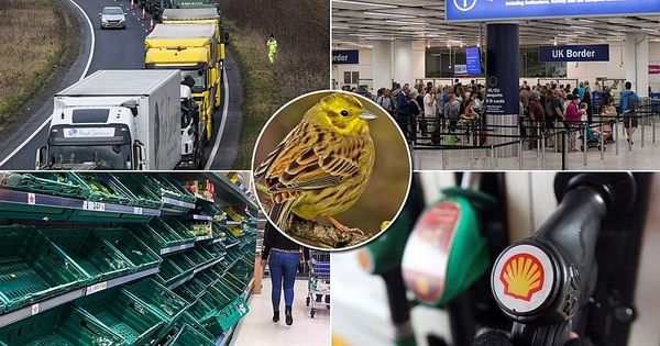 No-deal Brexit chaos laid bare as Boris Johnson forced to publish Yellowhammer warnings