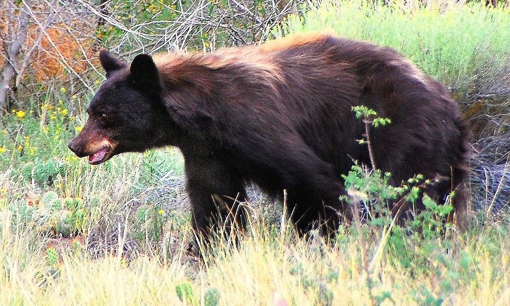 Hunter bitten by bear that was shot by companion