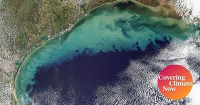 Climate Change Will Make Harmful Algae Blooms in Texas Waterways More Common