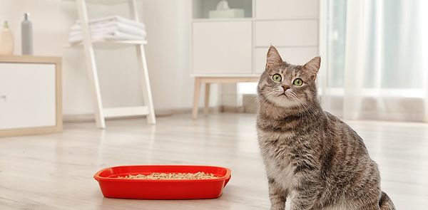 Toxoplasma 'cat poo' parasite infects billions – so why is it so hard to study?