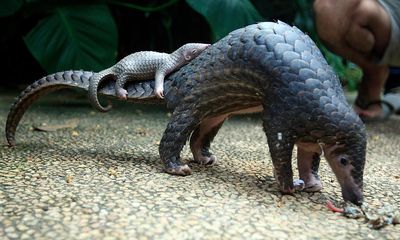 Indonesia's Pangolin Trafficking Network Resembles Sophisticated Drug Trade