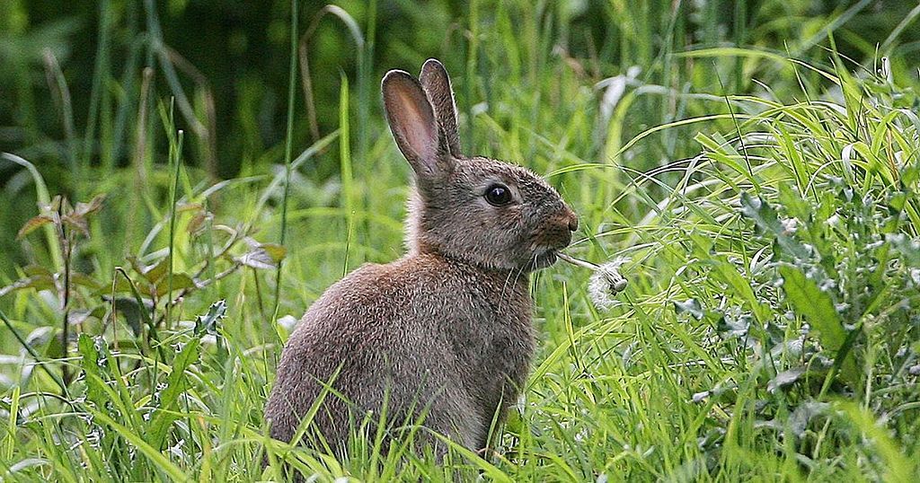 Irish hares could be wiped out by deadly RHD2 disease