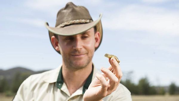 Inside the efforts to save Canberra's very own Goldilocks