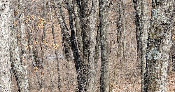 Challenge to spot one of the world's rarest big cats hiding in this picture
