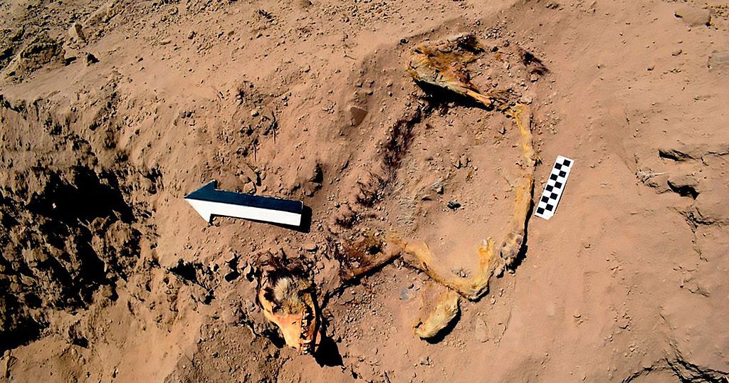 remains-of-1-000-year-old-dog-found-in-ancient