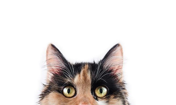 What we can do to halt Britain’s wildlife decline