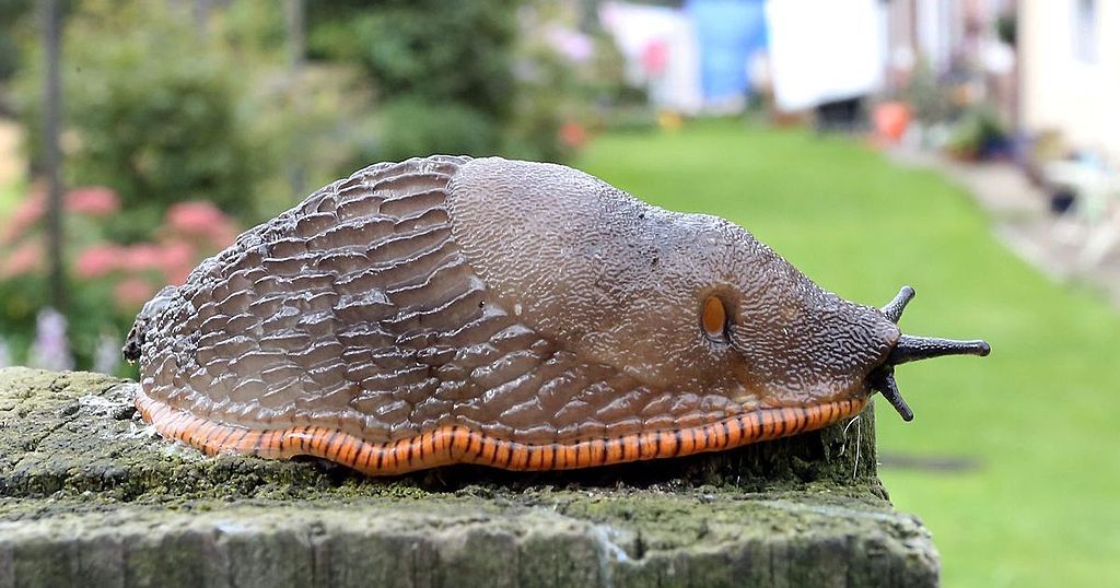 Here are nine tips to stop slugs and snails from…