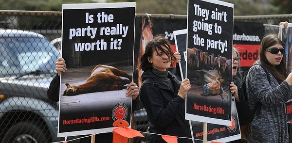 Who's responsible for the slaughtered ex-racehorses, and what can be done?