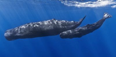 Whales and dolphins found in the Great Pacific Garbage Patch for the first time