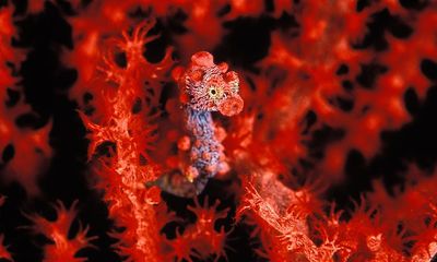 How Researchers Located Pygmy Seahorses in Taiwan via Social Media