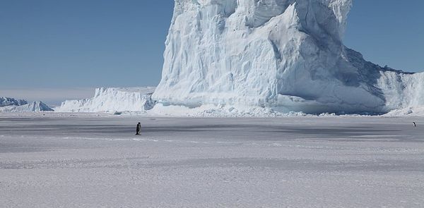 Emperor Penguins could march to extinction if nations fail to halt climate change