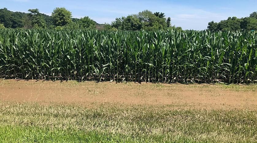 Scientists Unveil New Chemical to Help Plants Retain…