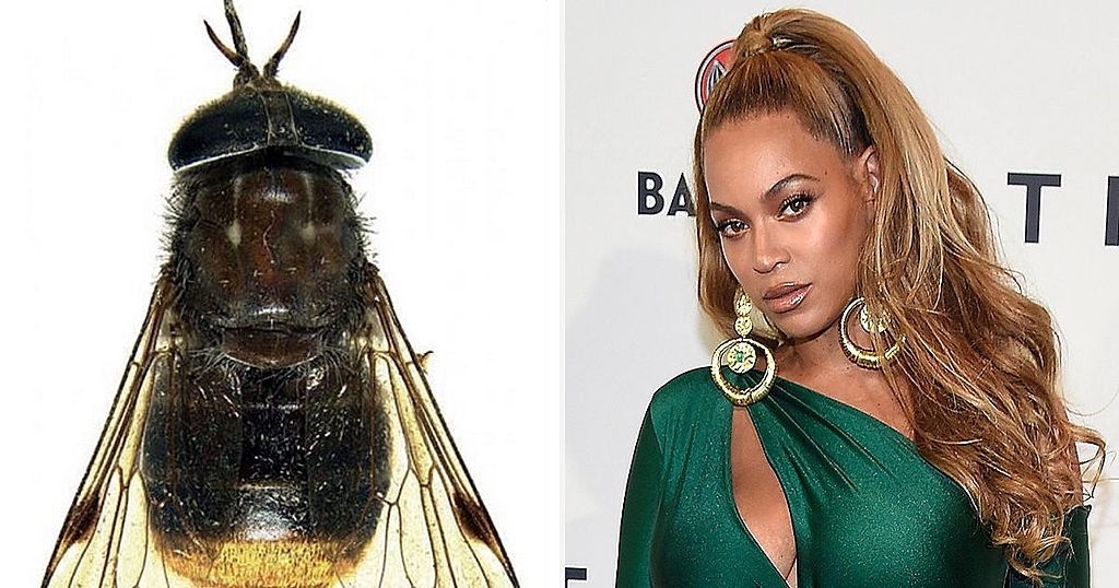 Beyonce horsefly, Kate Winslet beetle and other…