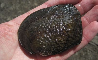 East Texas Rivers Could Become a Boiling Pot for Mussels