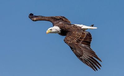 Bald Eagle Numbers at Lake Buchanan Are Declining. No One’s Exactly Sure Why.