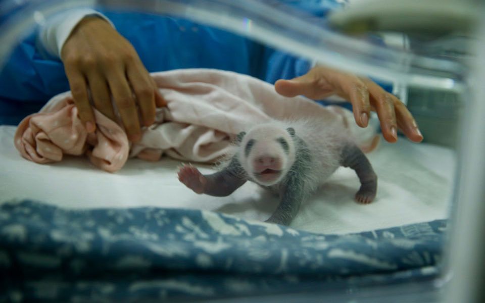 Why are baby pandas born so tiny? There goes one…