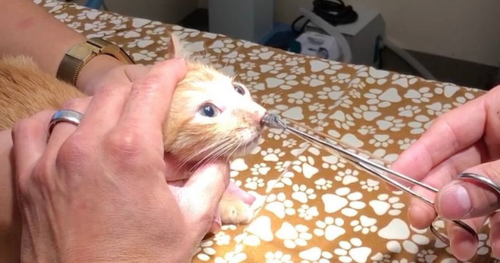 Vet pulls huge pulsating parasite from kitten's nose…