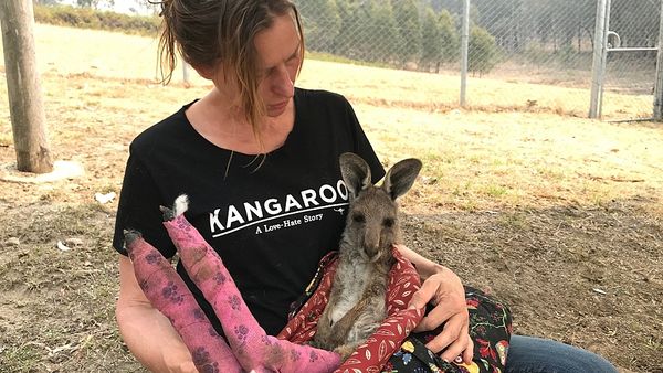 'A shape in the ash': Bushfires destroy Australian wildlife