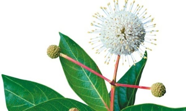 Gardens: what to do this week