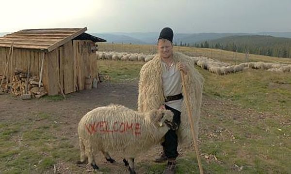 'A whole sheep for £18': how live exports are hurting farmers in Romania