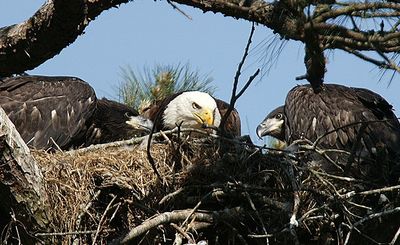 Bald Eagle Numbers on Lake Buchanan Hit a Record Low