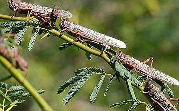 Swarms of locusts spotted in border villages of Punjab