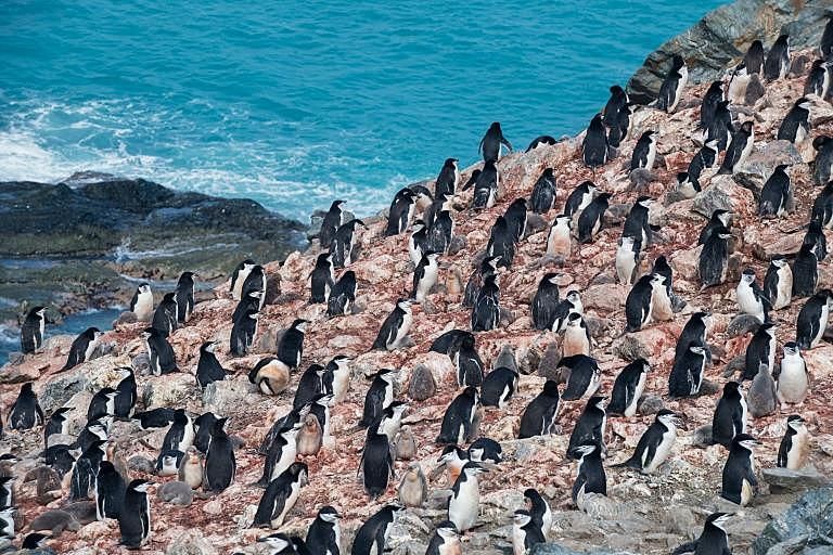 Antarctic penguin colonies decline by more than 75 per…