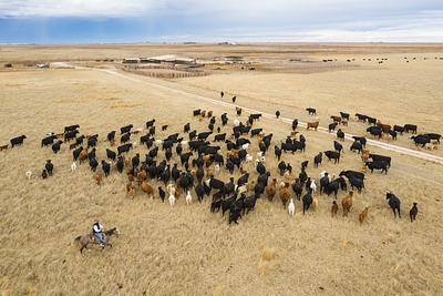 It’s Illegal to Take Drone Photos of Cattle Feedlots in Texas. Press Groups Say That Violates the First Amendment.