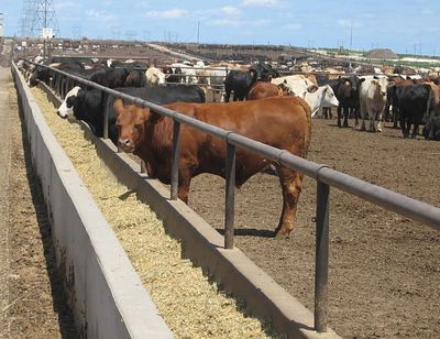 In Southeast Lubbock Neighborhood, Residents are Fed Up With a Feedlot