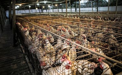 In ‘Barn 8,’ an Unsparing Look at the Industrial Chicken Industry