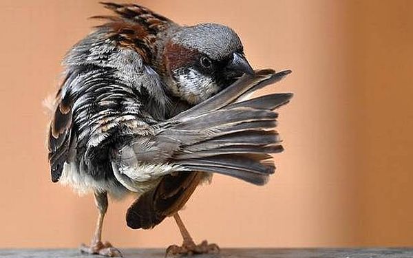 Bringing the house sparrows back home