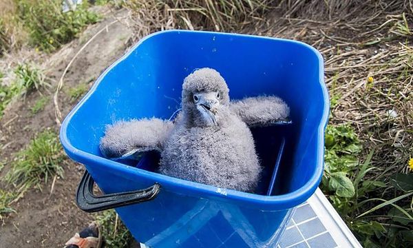 Taxi! Endangered New Zealand seabirds get a lift to safety after crash landing in fog