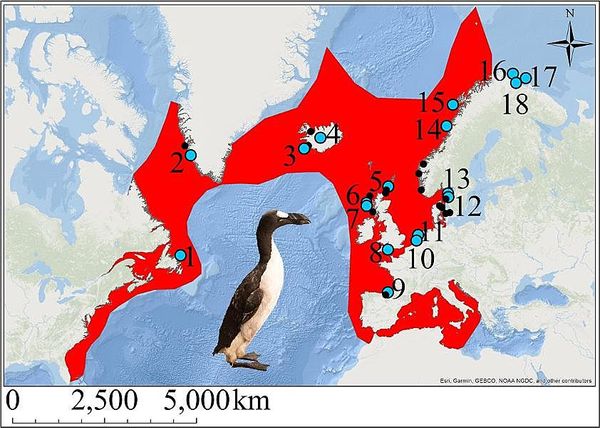 Human Hunting Drove The Great Auk Extinct