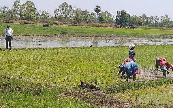 Govt. gives go-ahead for resumption of agricultural activities