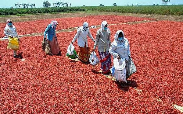 Coronavirus | Rabi harvest to be affected for want of farm workers