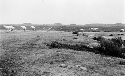 Lessons on the Long Game from Goose Island’s Whooping Cranes