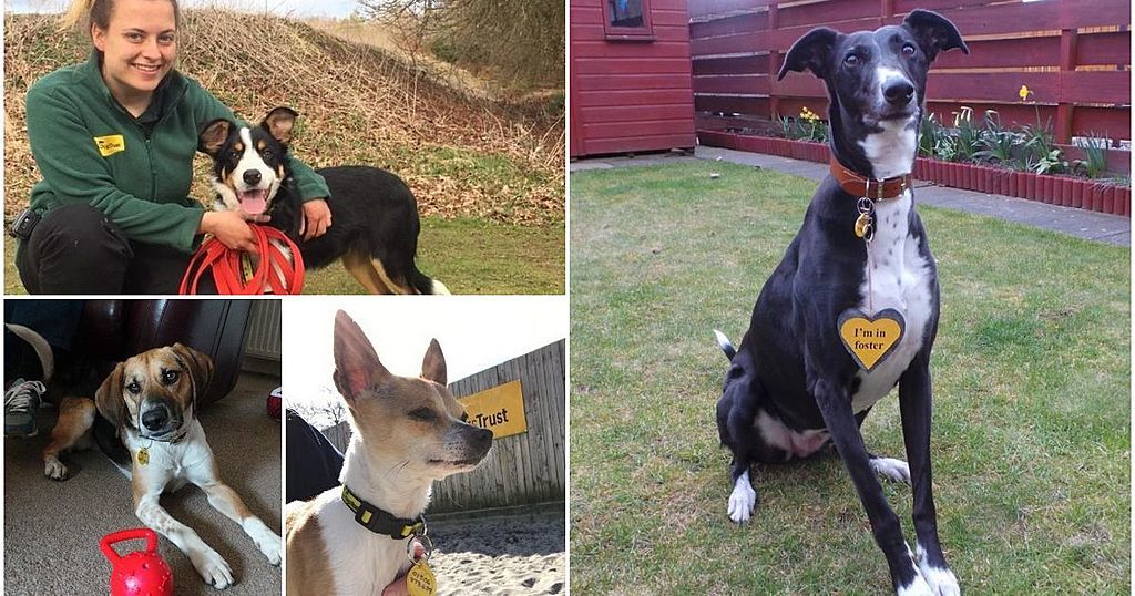 Meet the 11 lovable Edinburgh dogs in need of a…
