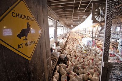 Workers at Tyson Poultry Plant in East Texas Say the Company Put Them at Risk of COVID-19