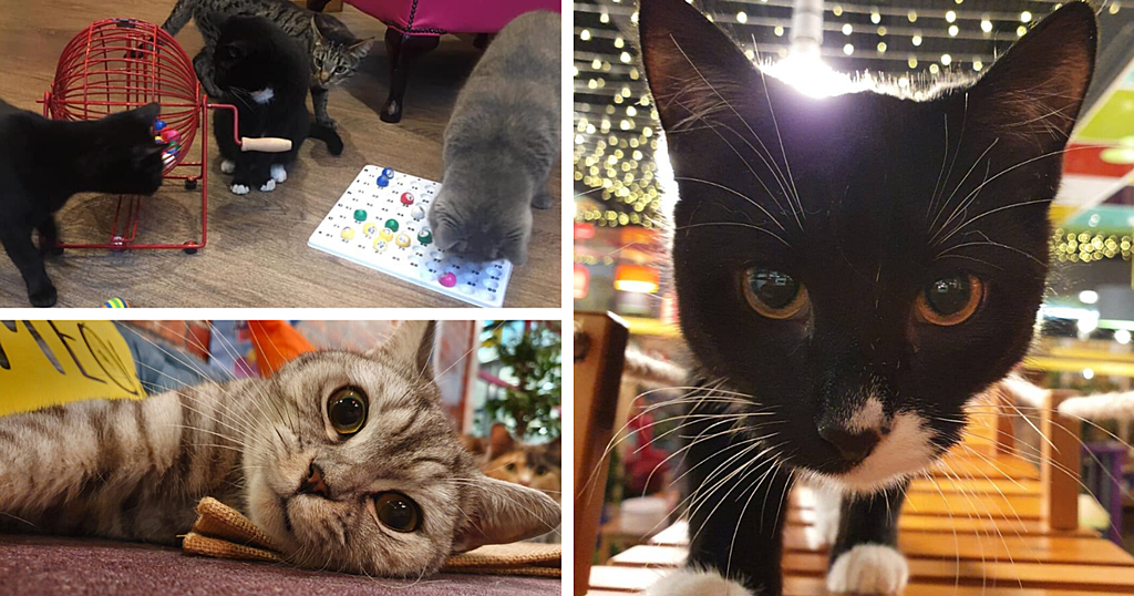 Lockdown life at Leeds Kitty Café with 30 adorable cats