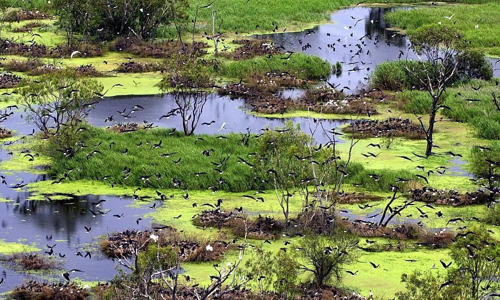 Murray-Darling systems not assessed for endangered listing after officials warned Coalition would not support it