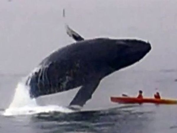 Kayak duo hit by whale: 'It felt like a bus landing on us'