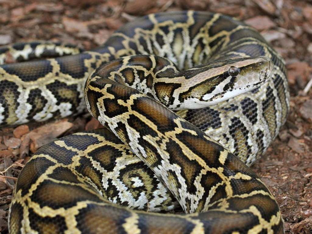 'Monty's a good snake, aren't you?': Is the way…