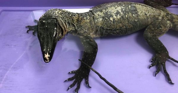 The guide to the 13 strangest animals you might see in Bristol
