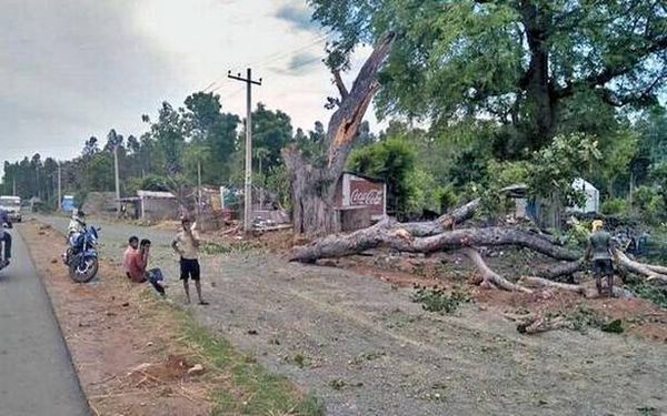‘NHAI ignoring greenery development along highways’