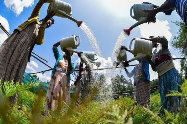 Despite snags, Ethiopia scales up massive tree-planting campaign